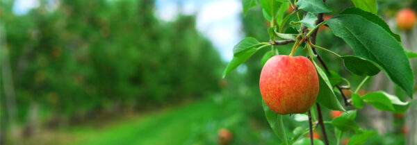 red-apple-on-tree-in-orchard