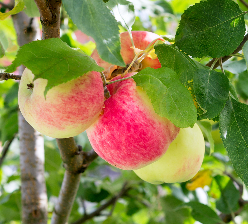 apples-hanging-in-tree